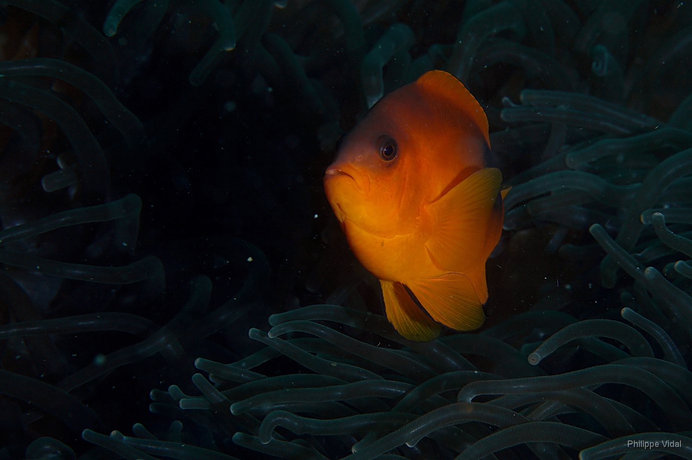 Birmanie - Mergui - 2018 - DSC02578_f - Tomato Clownfish - Poisson-clown tomate - Amphiprion frenatus .jpg